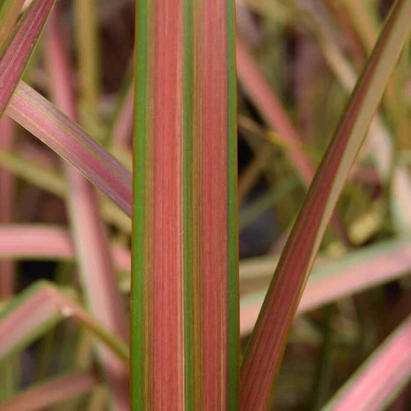 Phormium 'Golden Ray' 40-60 cm